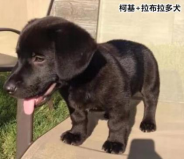 柯基的基因有多強(qiáng)？快來(lái)看這款狗狗手板模型！